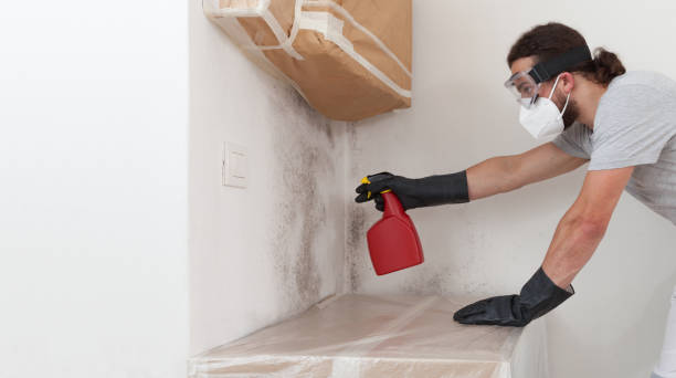 Professional Basement Mold Removal technician working in Berkeley Heights, NJ