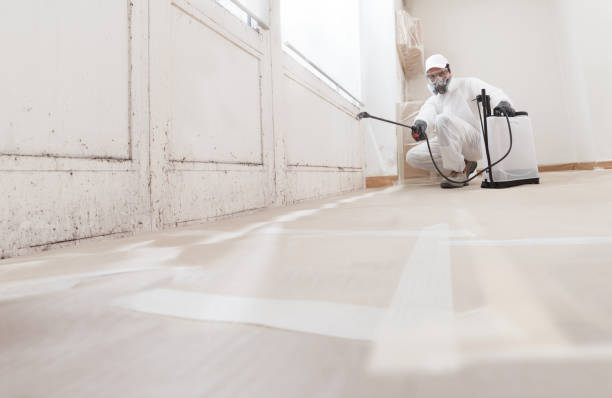 24/7 Emergency Basement Mold Removal experts in Berkeley Heights, NJ
