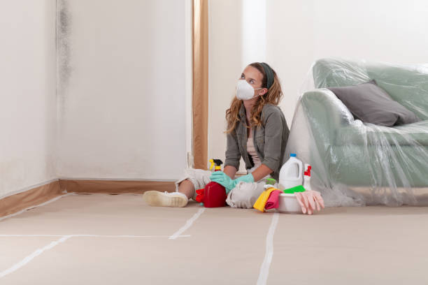 Reliable Basement Mold Removal contractor in Berkeley Heights, NJ by Cheap Mold Removal