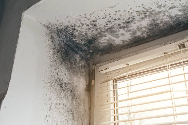 Affordable Basement Mold Removal solutions in Berkeley Heights, NJ
